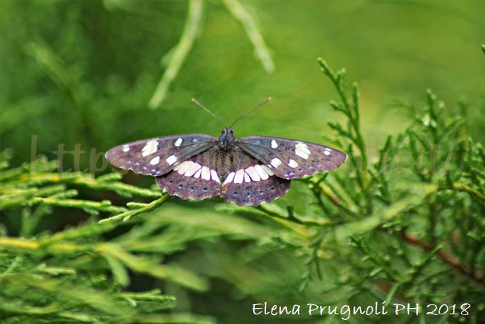 Limenitis camilla