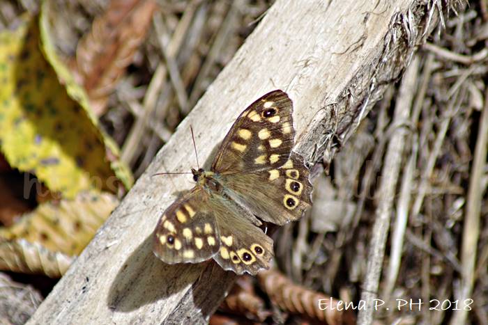 Pararge aegeria